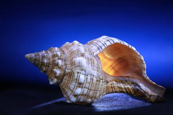 Cockleshell on a blue — Stock Photo, Image