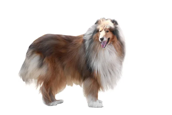 404 Lassie Dog Stock Photos, High-Res Pictures, and Images - Getty Images