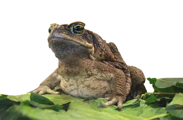 Een cane toad. — Stockfoto