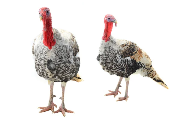 Two  turkeys on a white — Stock Photo, Image