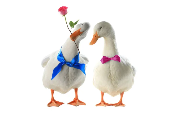 Ducks on white — Stock Photo, Image