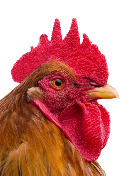 A portrait  rooster — Stock Photo, Image