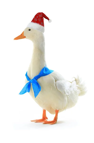 Red cap of Santa on a duck — Stock Photo, Image