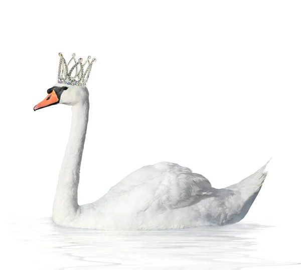 Swan in a crown — Stock Photo, Image