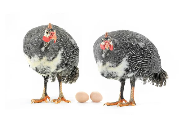 Twee parelhoenders en eieren — Stockfoto