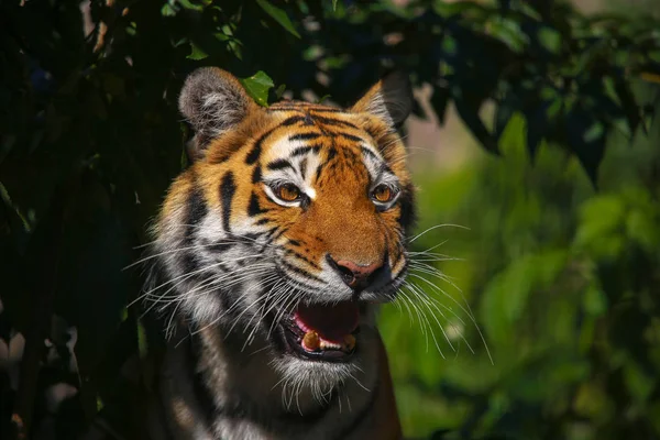 Un tigre siberiano — Foto de Stock