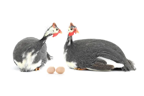 Two guinea fowls and eggs — Stock Photo, Image