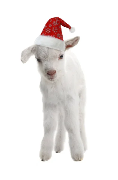 Rote Mütze des Weihnachtsmannes auf einem Ziegenkind — Stockfoto