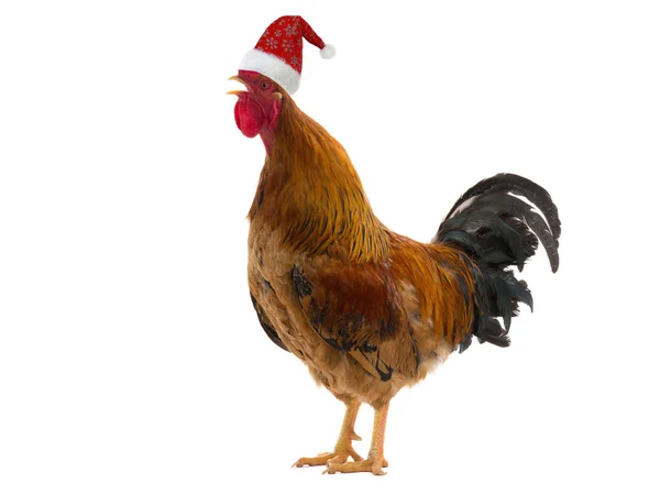 Gorra roja de Santa en un gallo , — Foto de Stock