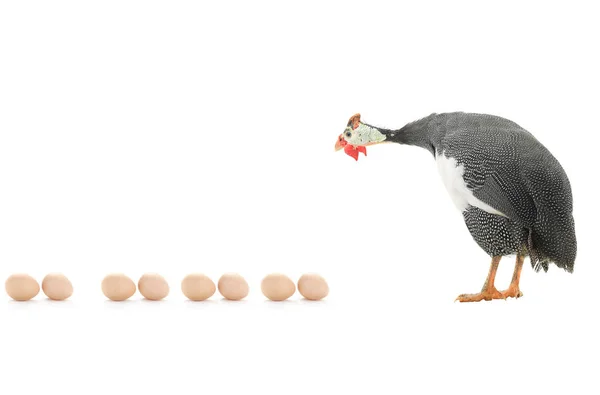 Guinea fowl and eggs — Stock Image Guinea fowl and eggs Stock Photo