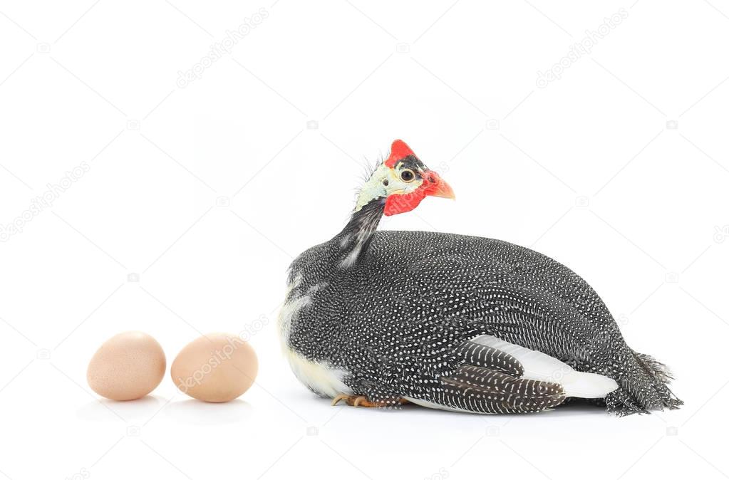 Guinea fowl and eggs