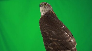 portre Şahin yeşil ekran üzerinde