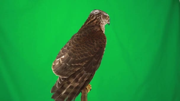 Porträt Falke auf grünem Bildschirm — Stockvideo
