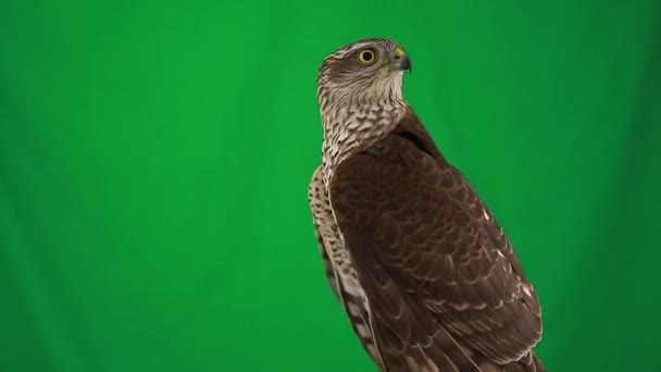 在绿色屏幕上的肖像猎鹰 — 图库视频影像