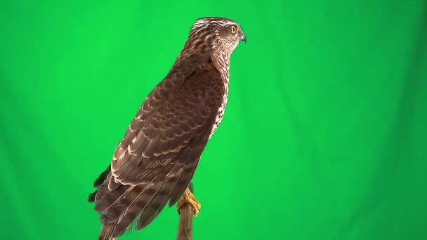 Falke auf grünem Bildschirm — Stockvideo