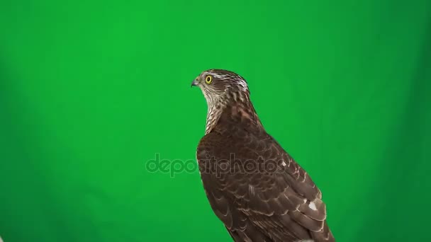 Porträtt falcon på grön skärm — Stockvideo