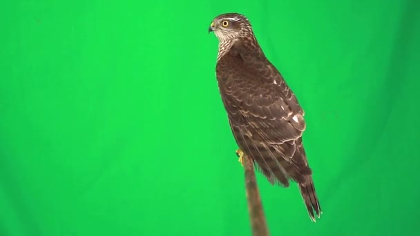 Falcon on green screen — Stock Video