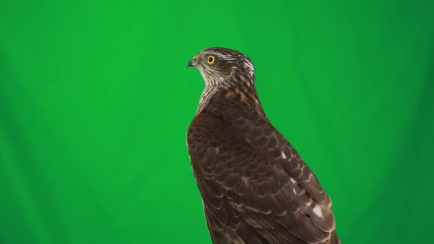 Portrait falcon on green screen — Stock Video