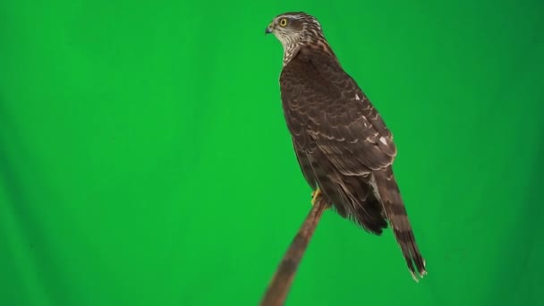 Falcon på grön skärm — Stockvideo