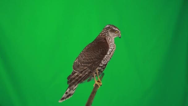 Falcon på grön skärm — Stockvideo