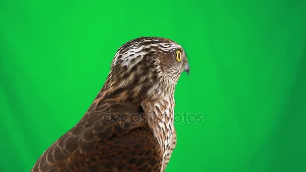 Portrait falcon on green screen — Stock Video