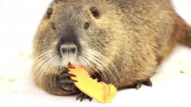 portre nehir sıçan veya eğitimin 