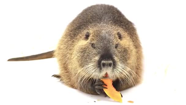 Rata de río o nutria — Vídeos de Stock