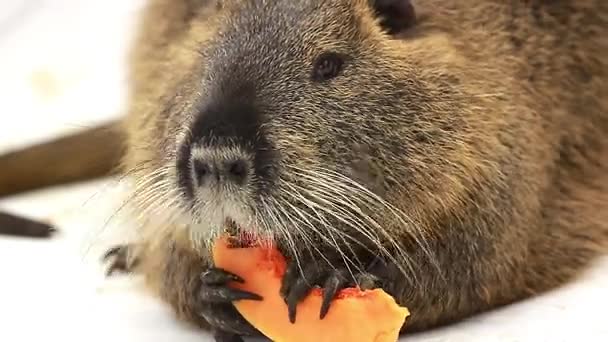 River rat or nutria — Stock Video