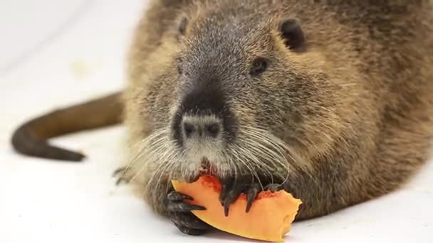 Ratto del fiume o nutria — Video Stock