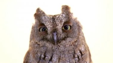 Beyaz ekran üzerinde Avrupa ishak kuşu