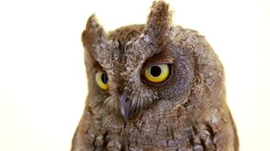 Beyaz ekran üzerinde Avrupa ishak kuşu