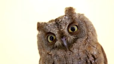 Beyaz ekran üzerinde Avrupa ishak kuşu