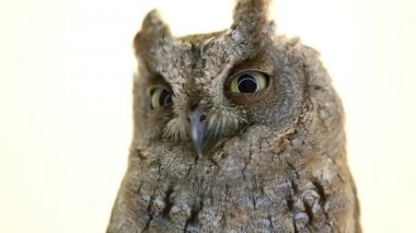 Beyaz ekran üzerinde Avrupa ishak kuşu