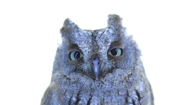 European scops owl on white screen — Stock Video