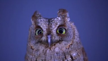 baykuş gece mavi bir arka plan üzerinde