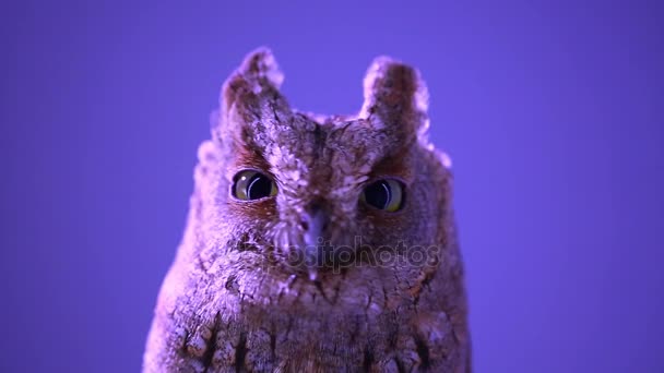 Owl at night on a blue background — Stock Video