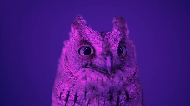 Owl at night on a blue background — Stock Video