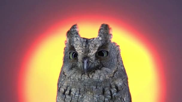 European scops owl on yellow screen — Stock Video