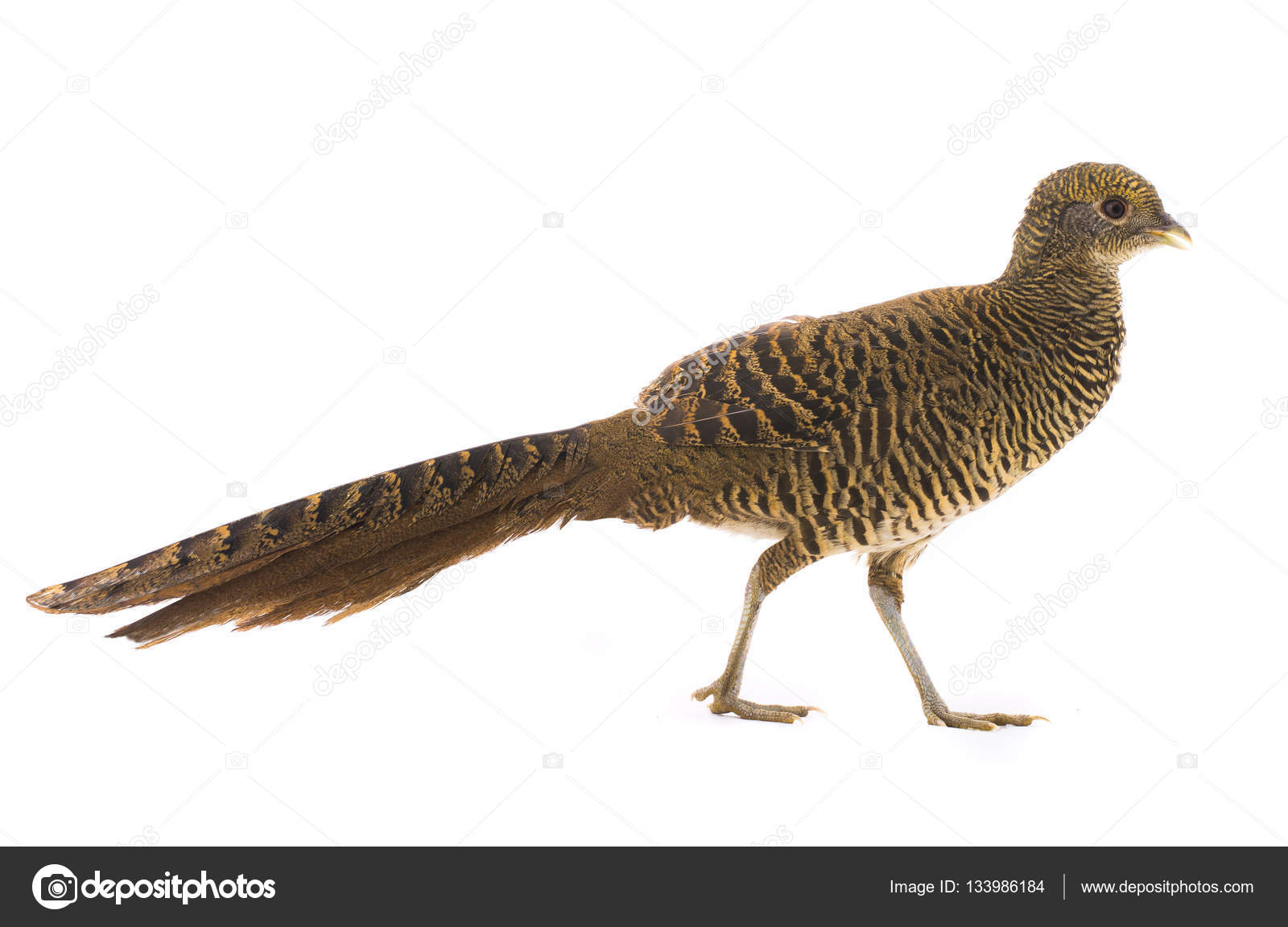 Oro di fagiano femmina ¨ isolato su una priorit  bassa bianca — Foto di bazil