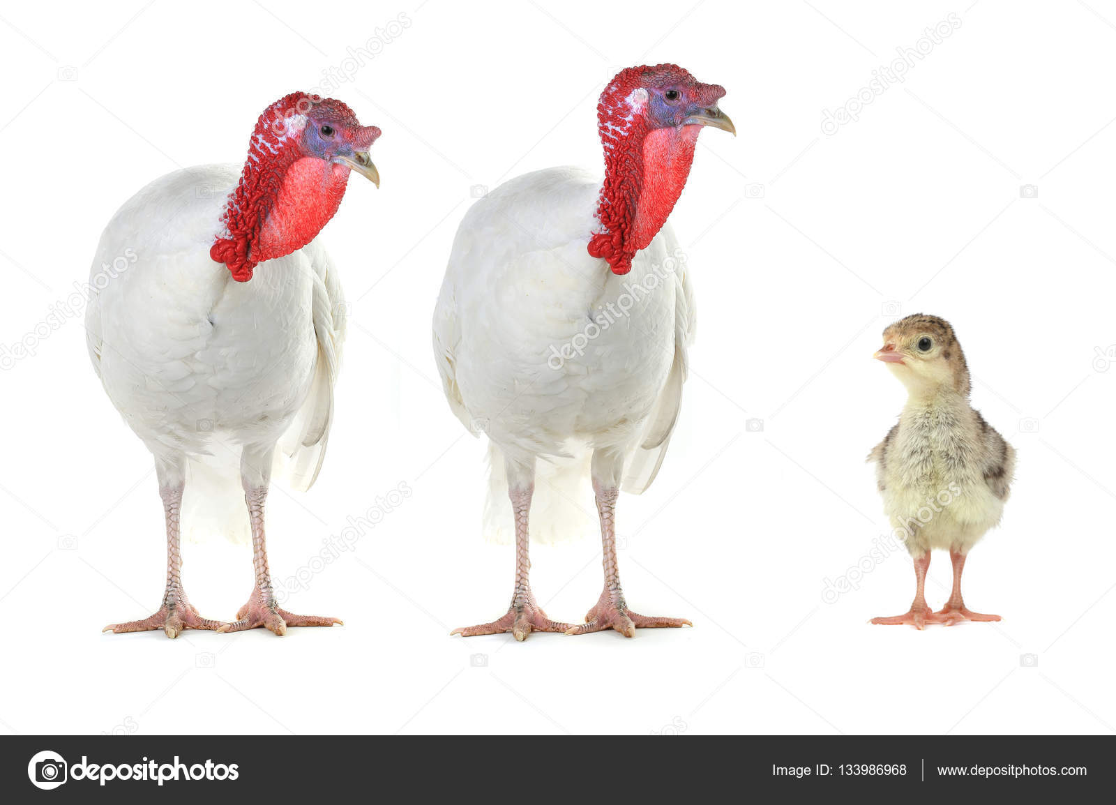 Two Turkeys and chicken isolated on a whit — Stock Photo © bazil 133986968