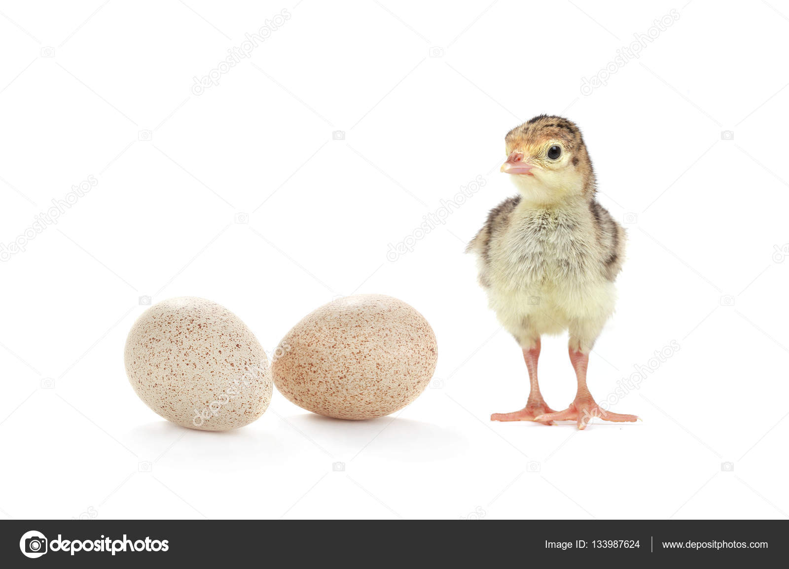 Chicken and eggs turkey — Stock Photo © bazil 133987624