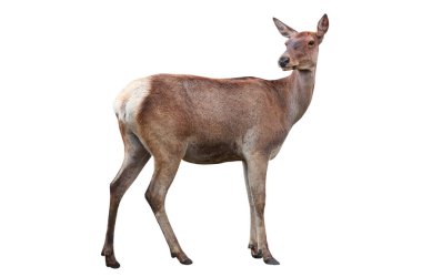 beyaz bir üzerinde izole geyik 