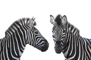 iki portre zebra