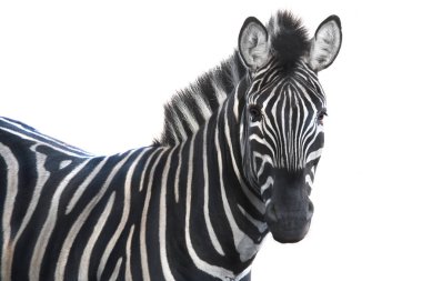Zebra  a on white