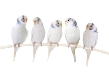 Budgie on the white clipart