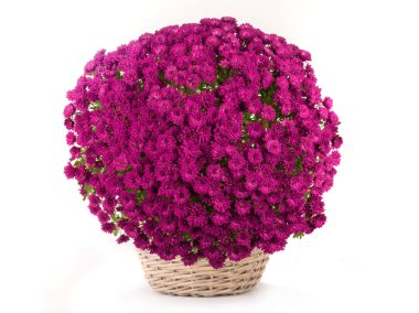 Beyaz izole krizantem 