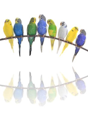 Budgerigars Avustralya parakeets