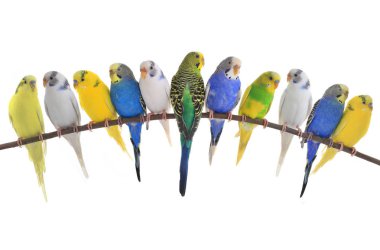 Budgerigars Avustralya parakeets