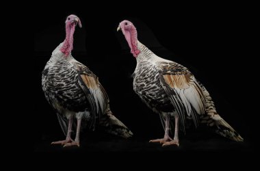 iki hindi-musluklar gri 