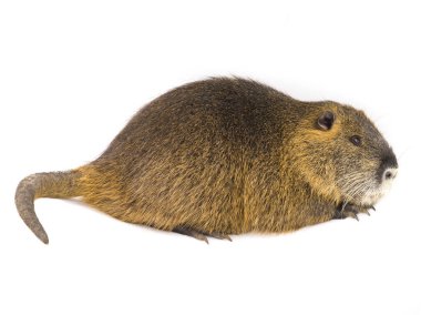 Coypu (myocastor adatavşanları) 